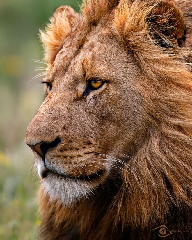 regal lion